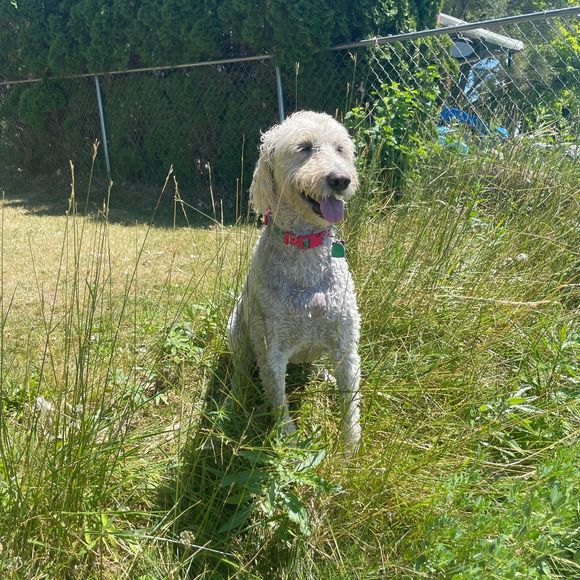 Meet your Posher, Cassandra - Picture 1 of 1